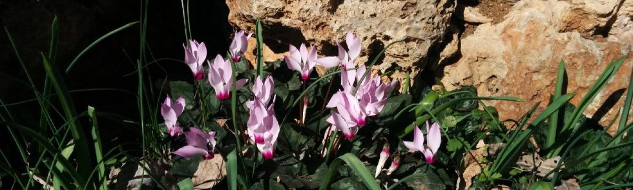 רקפות גן בוטני הר הצופים